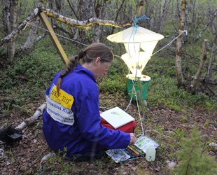 Site-specific Research Nature. Kevo Subarctic Research Institute Utsjoki, Finland von Kirsten K&ouml;tter, Videostill