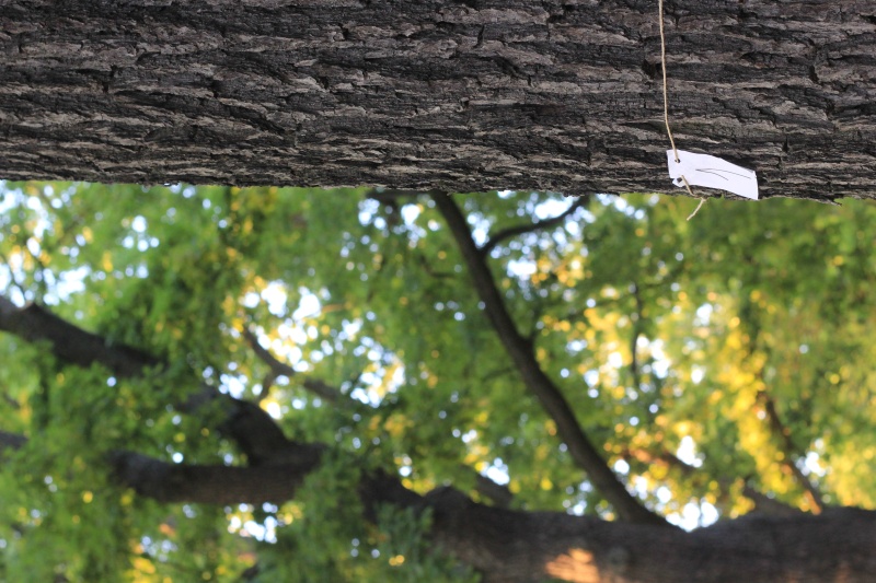 2025-08-18_malathon-chemnitz_zahlen_01_baum_2768 (Kirsten Kötter)