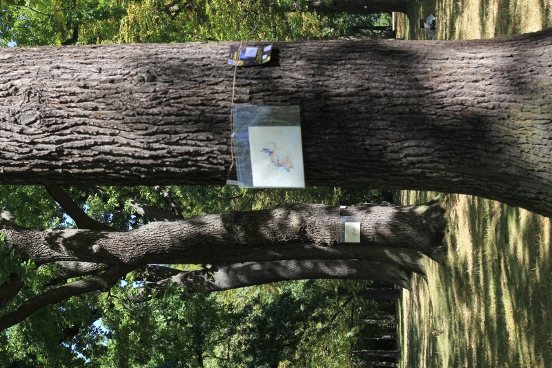 2025-08-18_malathon-chemnitz_01_baum_2795 (Kirsten Kötter)