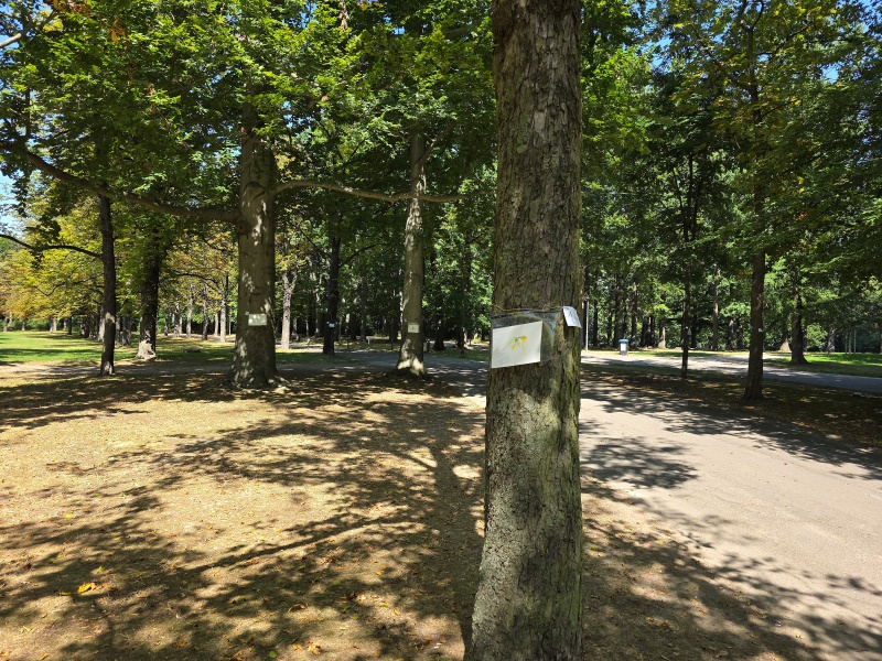 2025-08-19_malathon-chemnitz_14_baum_foto 08-20_20250820_123250, watercolour, 17 × 24 cm (Kirsten Kötter)