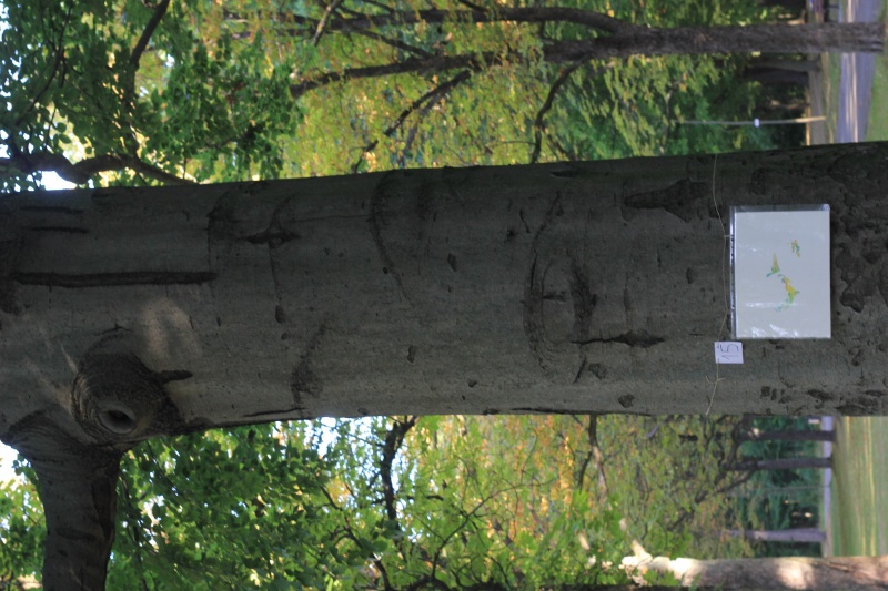 2025-08-19_malathon-chemnitz_15_baum_foto-08-20_2861, watercolour, 30 × 40 cm (Kirsten Kötter)