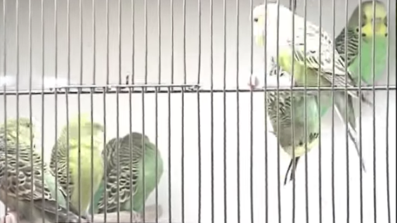 Birds (Wellensittiche), 2003, video still
  (Kirsten Kötter)